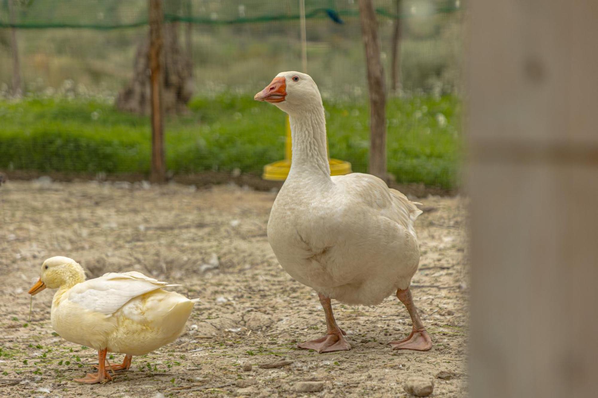 Masseria Usamborgia ノート エクステリア 写真