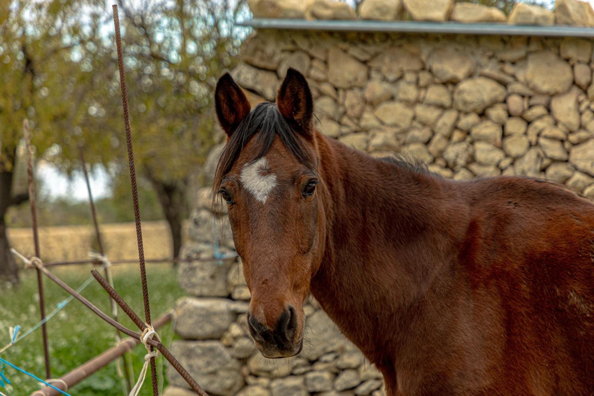 Masseria Usamborgia ノート エクステリア 写真